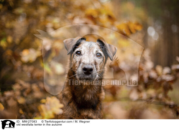 alter Westfalenterrier im Herbst / old westfalia terrier in the autumn / MW-27083