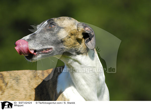 Whippet / Whippet / SST-02424