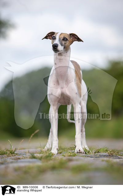 standing Whippet / MW-10006