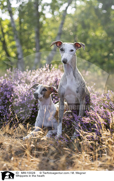 Whippets in der Heide / Whippets in the heath / MW-10028