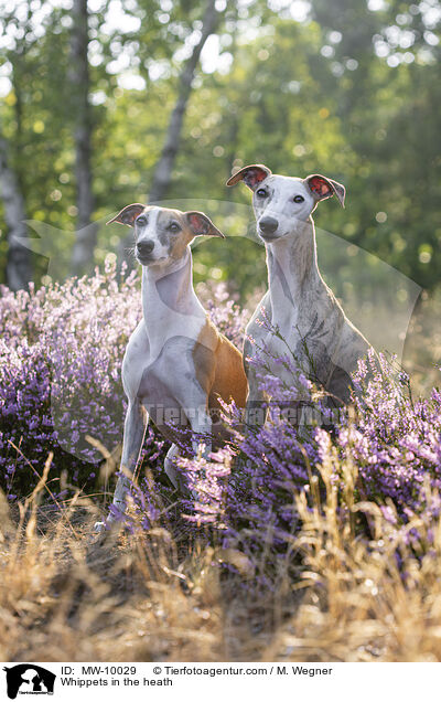 Whippets in der Heide / Whippets in the heath / MW-10029