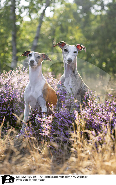 Whippets in der Heide / Whippets in the heath / MW-10030