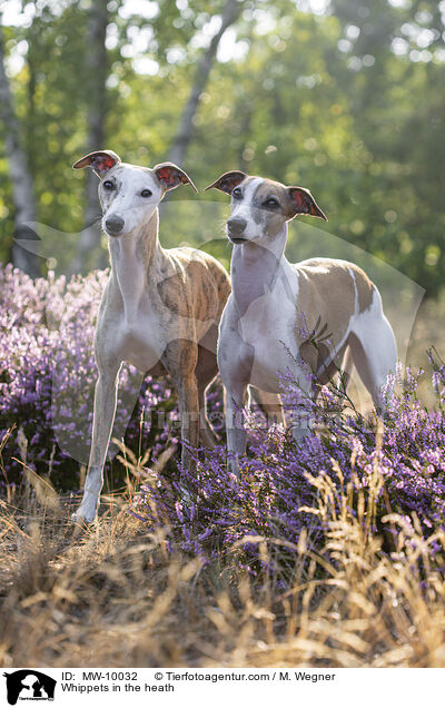 Whippets in der Heide / Whippets in the heath / MW-10032