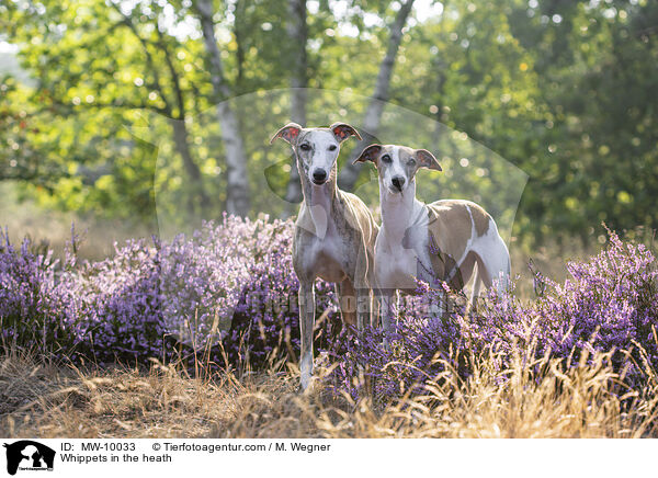 Whippets in der Heide / Whippets in the heath / MW-10033