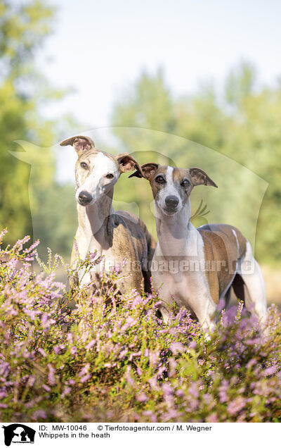 Whippets in der Heide / Whippets in the heath / MW-10046