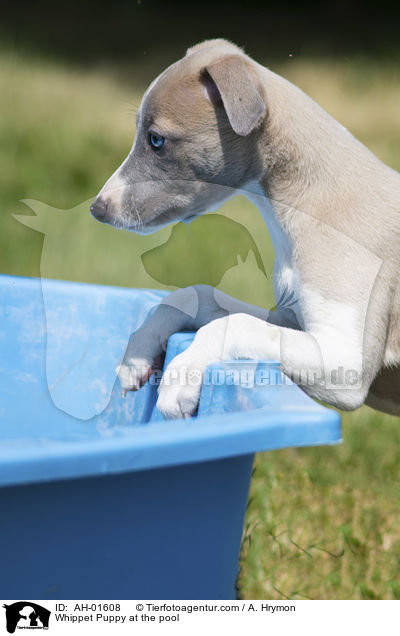Whippet Welpe am Pool / Whippet Puppy at the pool / AH-01608
