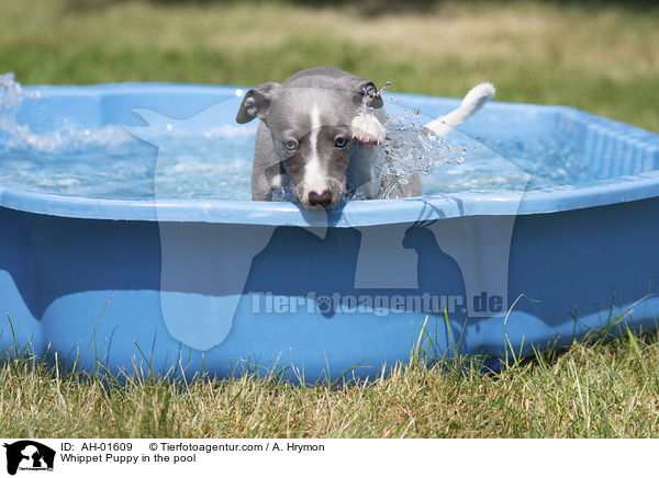 Whippet Welpe im Pool / Whippet Puppy in the pool / AH-01609