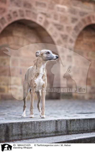 standing Whippet / MAH-01425