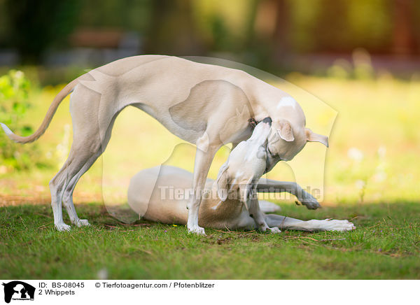 2 Whippets / 2 Whippets / BS-08045