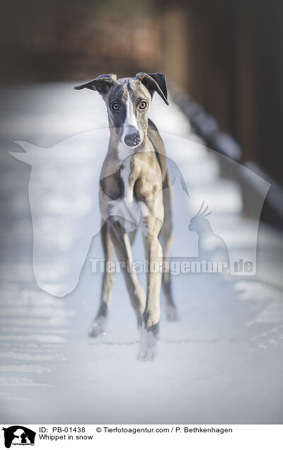 Whippet in snow / PB-01438