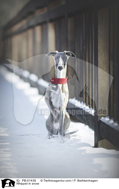 Whippet in snow / PB-01439