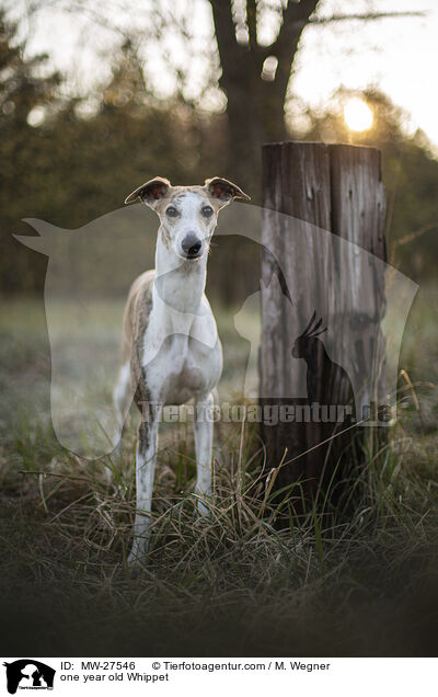 one year old Whippet / MW-27546