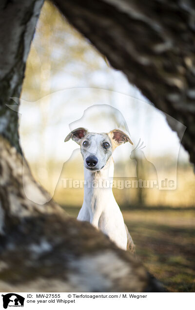 einjhriger Whippet / one year old Whippet / MW-27555