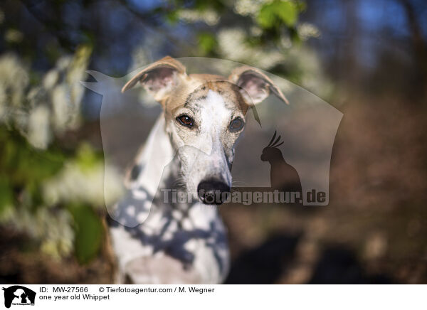 einjhriger Whippet / one year old Whippet / MW-27566