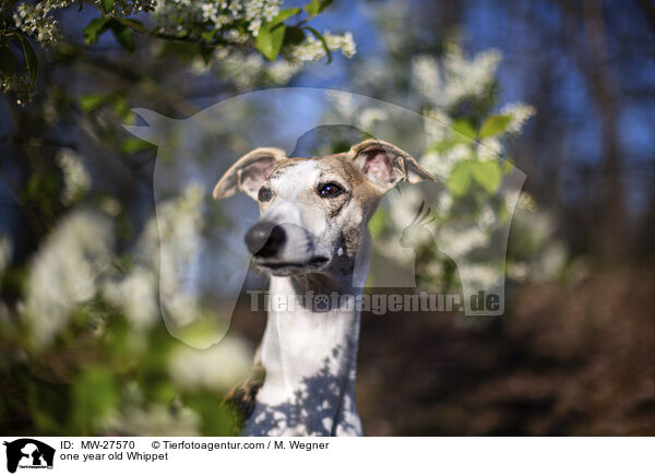 einjhriger Whippet / one year old Whippet / MW-27570