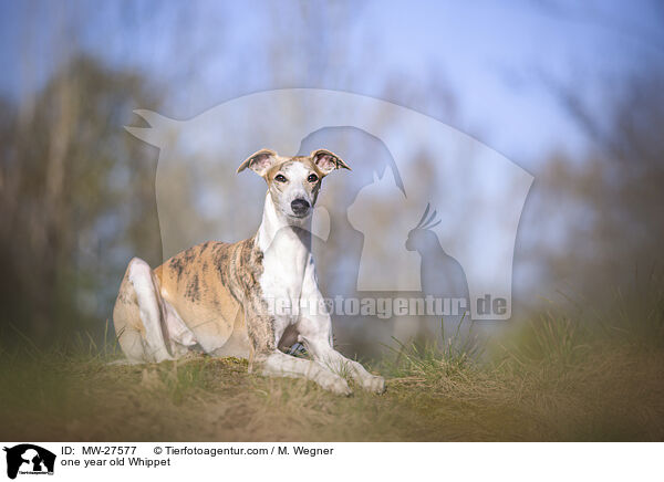 einjhriger Whippet / one year old Whippet / MW-27577