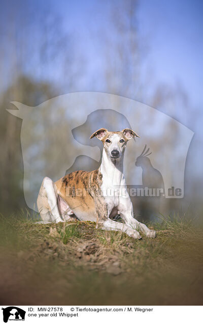 einjhriger Whippet / one year old Whippet / MW-27578