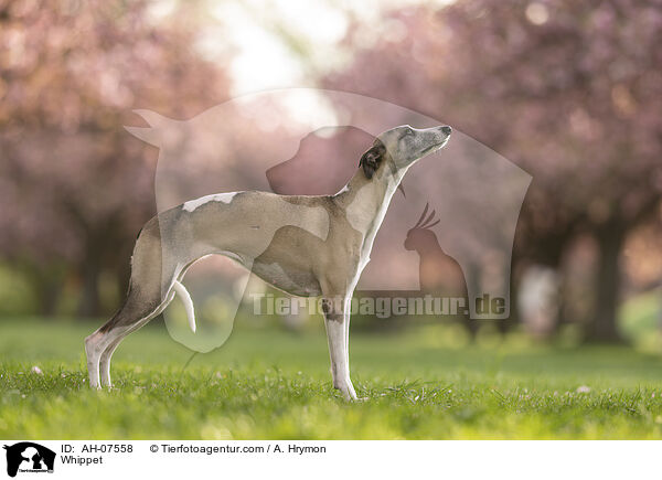 Whippet / Whippet / AH-07558