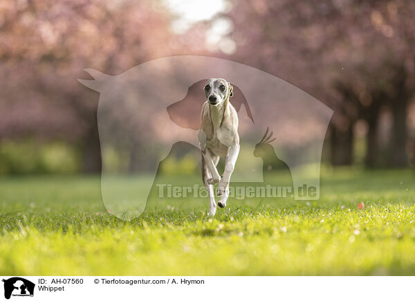 Whippet / Whippet / AH-07560