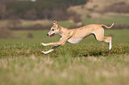 running Whippet