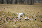 running sighthound