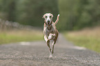 Whippet