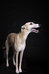 Whippet in the studio