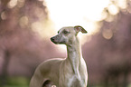 Whippet