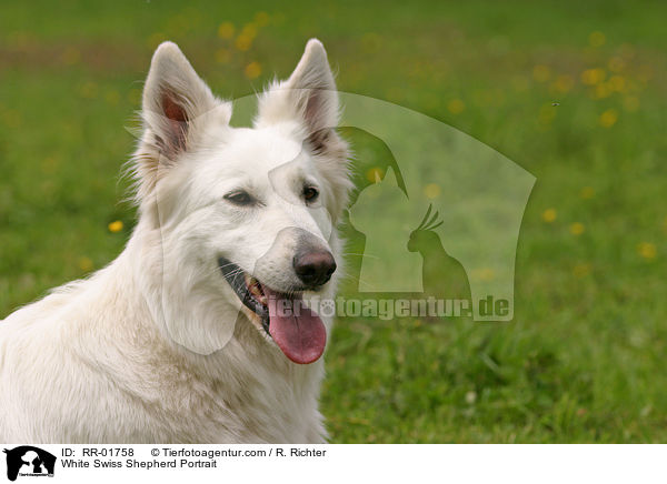 White Swiss Shepherd Portrait / RR-01758