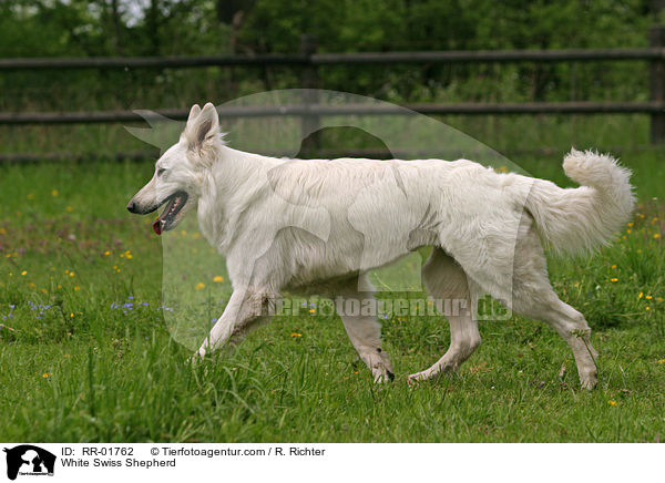 Weier Schweizer Schferhund / White Swiss Shepherd / RR-01762