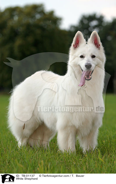 Weier Schferhund / White Shepherd / TB-01137
