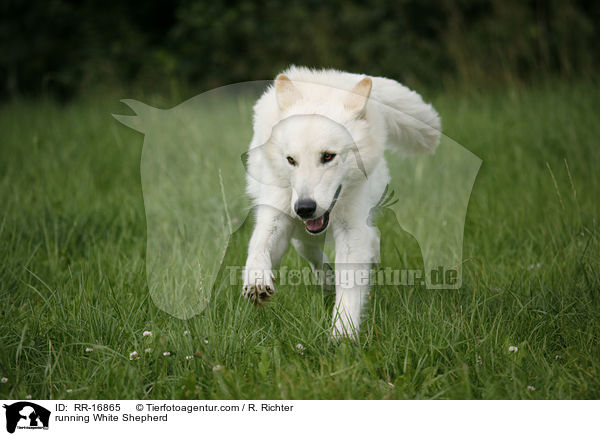 rennender Weier Schferhund / running White Shepherd / RR-16865