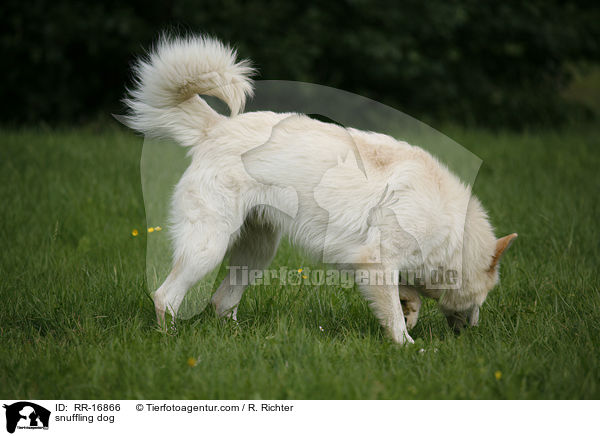 schnuppernder Hund / snuffling dog / RR-16866