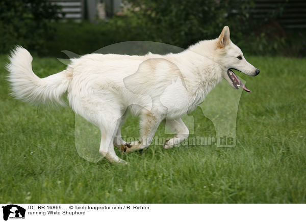 rennender Weier Schferhund / running White Shepherd / RR-16869