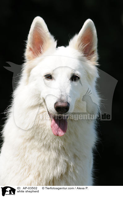 Weier Schferhund / white shepherd / AP-03502
