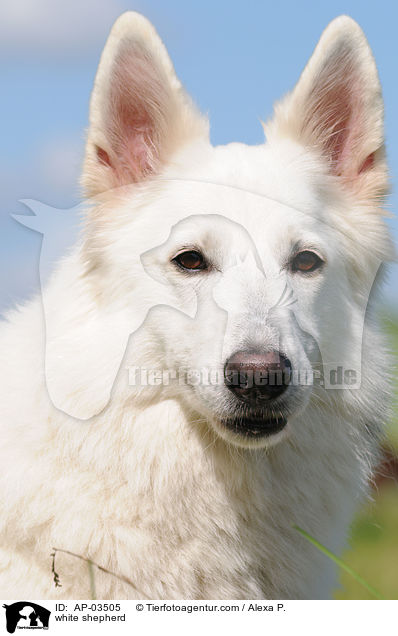 Weier Schferhund / white shepherd / AP-03505