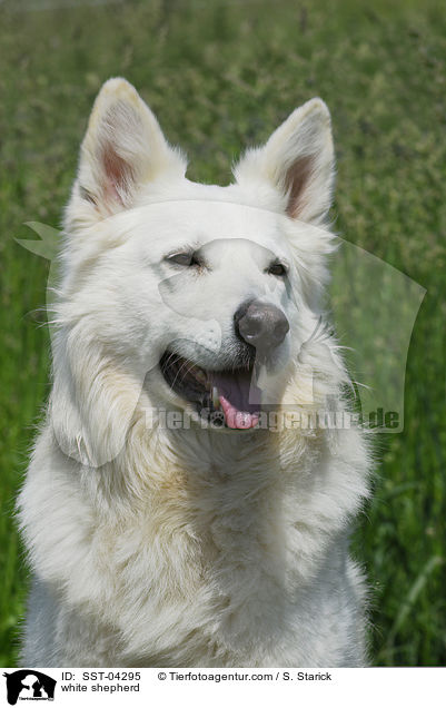 Weier Schferhund / white shepherd / SST-04295