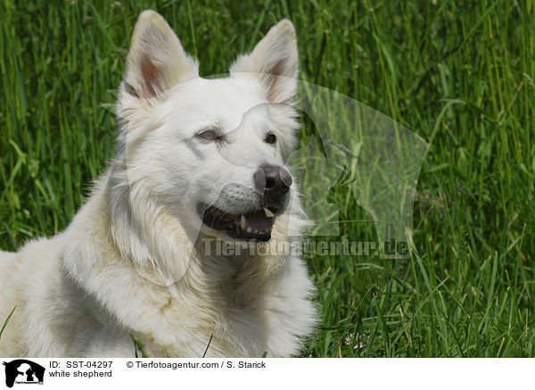 Weier Schferhund / white shepherd / SST-04297