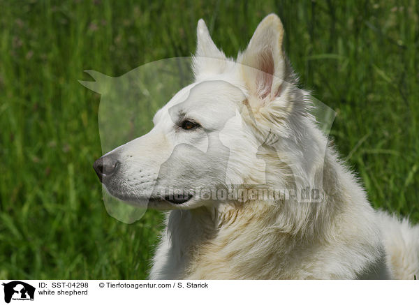 Weier Schferhund / white shepherd / SST-04298