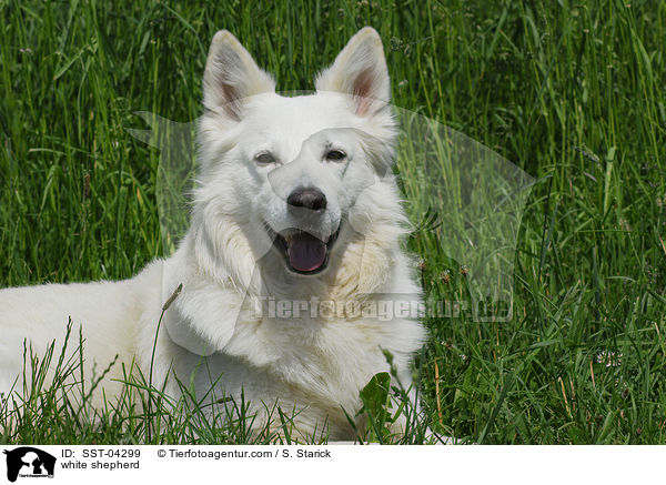 Weier Schferhund / white shepherd / SST-04299