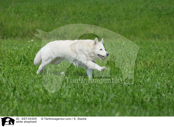 Weier Schferhund / white shepherd / SST-04305