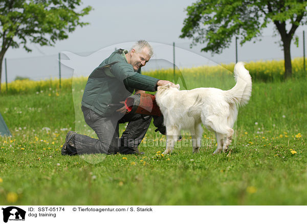 Schutzhundausbildung / dog training / SST-05174