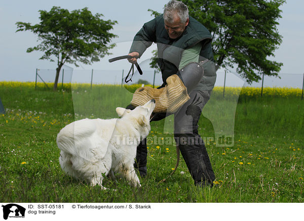 Schutzhundausbildung / dog training / SST-05181