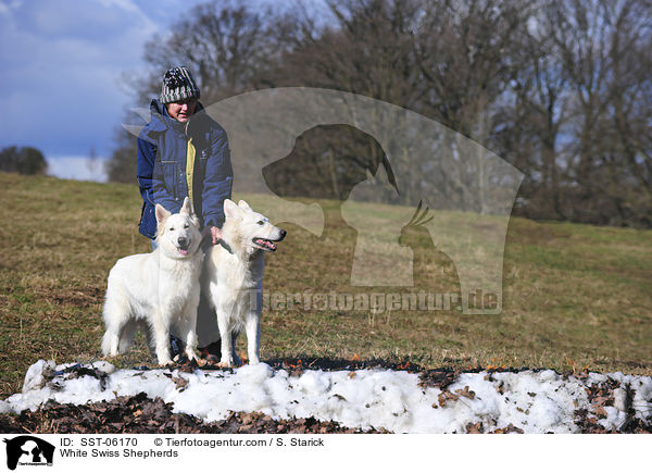 Wei Schweizer Schferhunde / White Swiss Shepherds / SST-06170