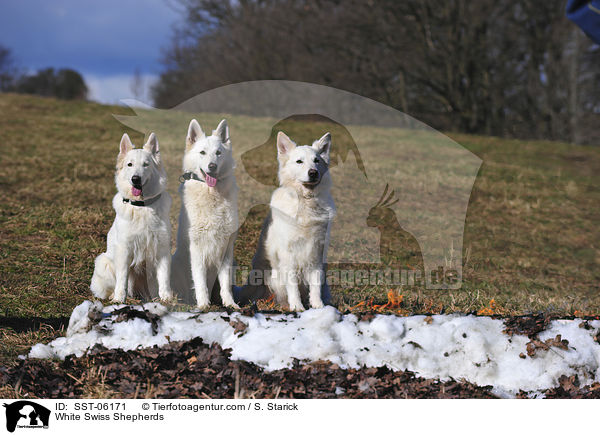 Weie Schweizer Schferhunde / White Swiss Shepherds / SST-06171