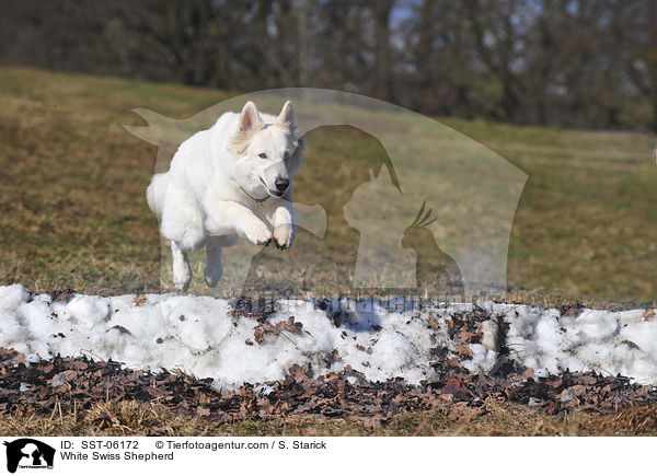 Weier Schweizer Schferhund springt durchs Feuer / White Swiss Shepherd / SST-06172