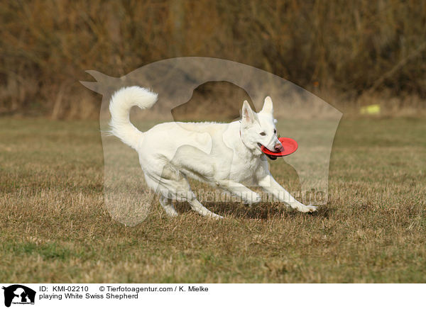 spielender Weier Schweizer Schferhund / playing White Swiss Shepherd / KMI-02210