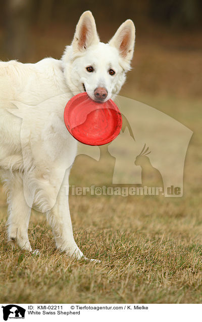 Weier Schweizer Schferhund / White Swiss Shepherd / KMI-02211