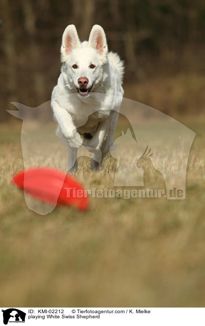 spielender Weier Schweizer Schferhund / playing White Swiss Shepherd / KMI-02212