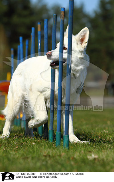 Weier Schweizer Schferhund beim Agility / White Swiss Shepherd at Agility / KMI-02289